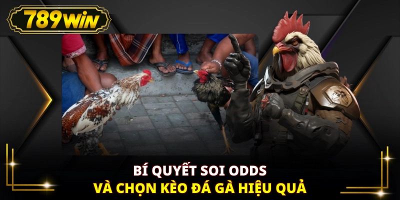 Bí quyết soi Odds và chọn kèo đá gà hiệu quả