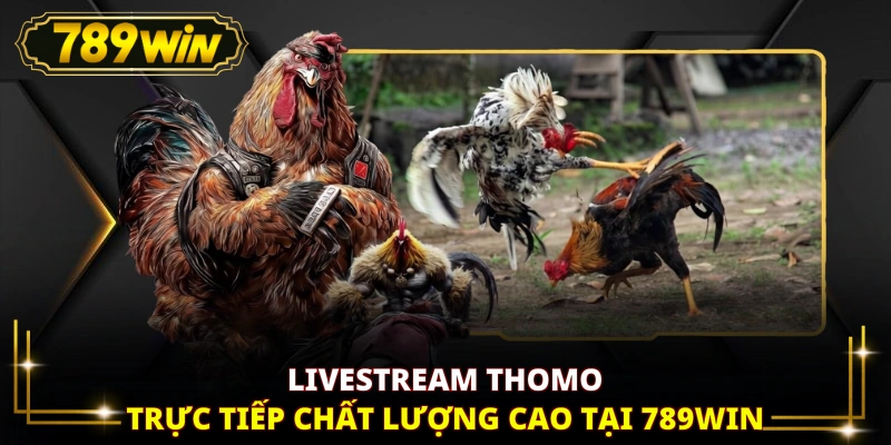 Livestream Thomo trực tiếp chất lượng cao tại 789WIN