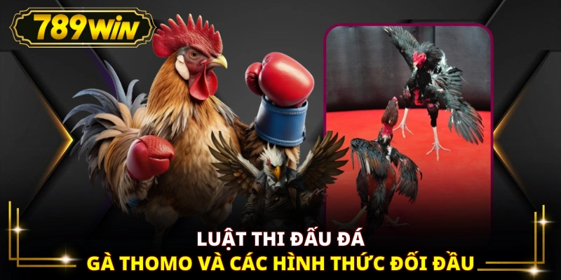Luật thi đấu đá gà Thomo và các hình thức đối đầu